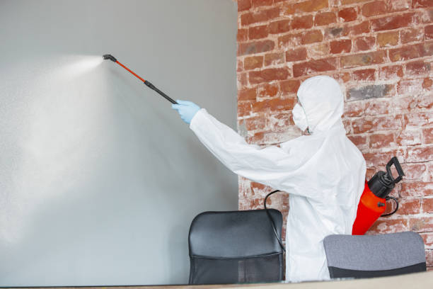 Best Mold Odor Removal Services  in USA