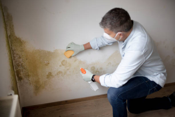 Best Asbestos and Lead Testing During Mold Inspection  in USA